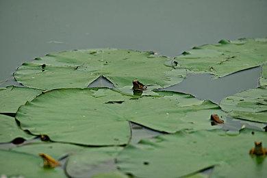 《刺客信条：幻景》细节 新撑竿跳为跑酷增加新选择
